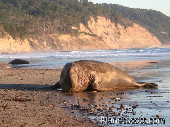 northern elephant seal (Mirounga angustirostris)