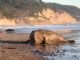 northern elephant seal (Mirounga angustirostris) 