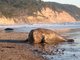northern elephant seal (Mirounga angustirostris)