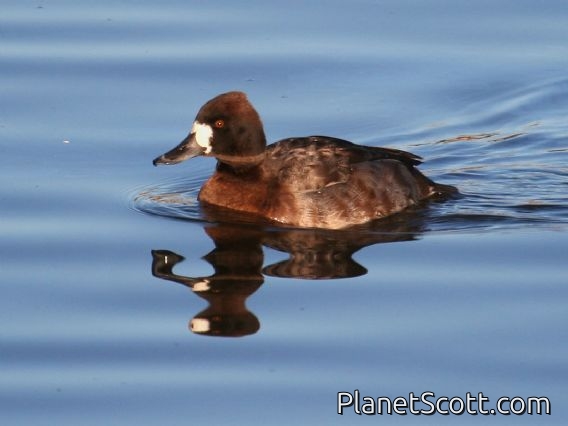 Lesser Scaup (Aythya affinis)