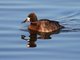 Lesser Scaup (Aythya affinis)