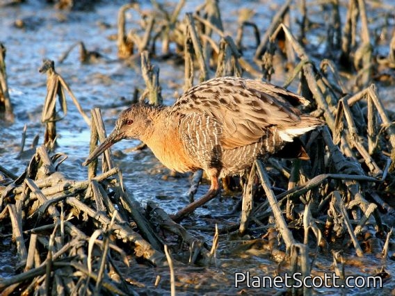 Ridgways Rail (Rallus obsoletus)
