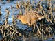 Ridgways Rail (Rallus obsoletus)