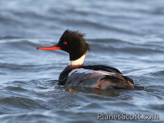 Red-breasted Merganser (Mergus serrator)