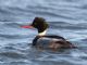Red-breasted Merganser (Mergus serrator) 