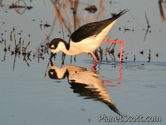 Black-necked Stilt (Himantopus mexicanus)