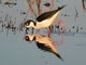 Black-necked Stilt (Himantopus mexicanus)