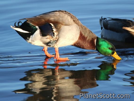Mallard (Anas platyrhynchos)