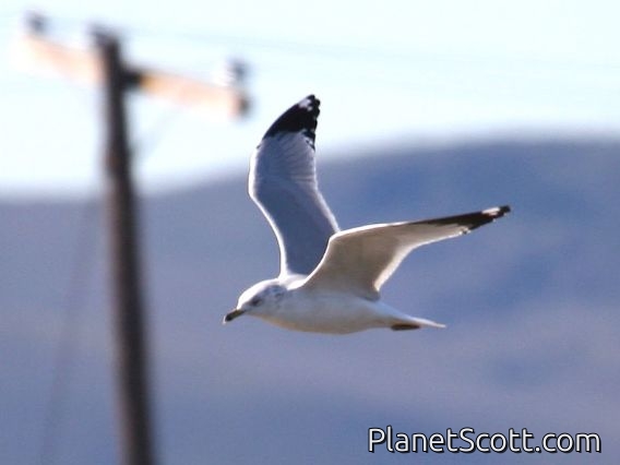Ring-billed Gull (Larus delawarensis)