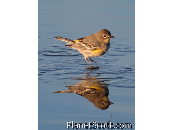 Yellow-rumped Warbler (Dendroica coronata)