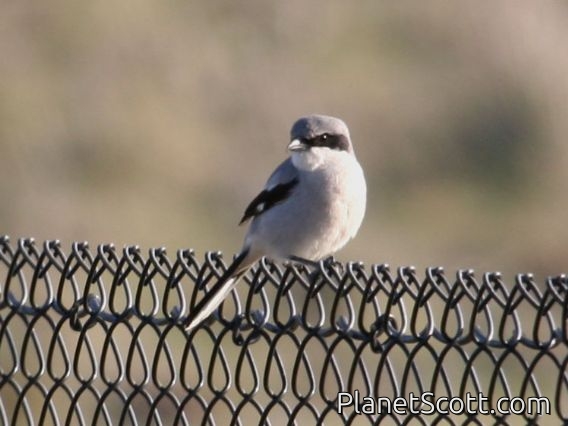 Loggerhead Shrike (Lanius ludovicianus)