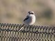 Loggerhead Shrike (Lanius ludovicianus)