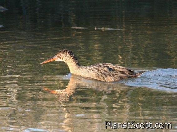 Clapper Rail (Rallus longirostris)