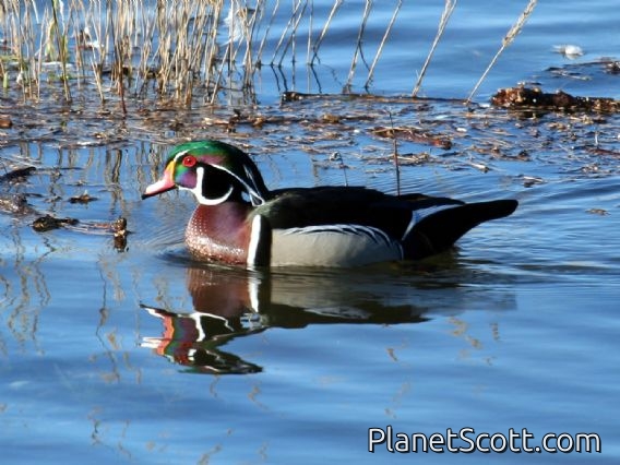 Wood Duck (Aix sponsa) 