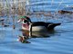 Wood Duck (Aix sponsa)