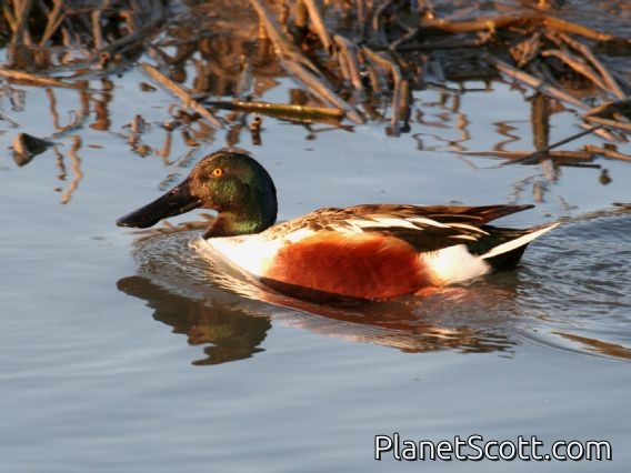 Northern Shoveler (Spatula clypeata) Male
