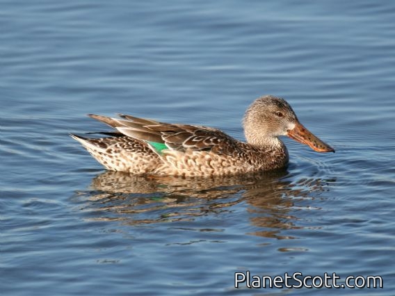 Northern Shoveler (Spatula clypeata) Female