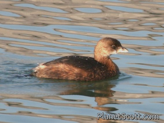Pied-billed Grebe (Podilymbus podiceps)