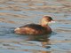Pied-billed Grebe (Podilymbus podiceps)