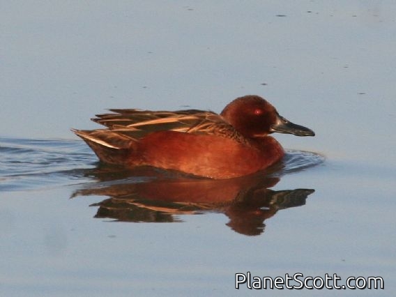 Cinnamon Teal (Spatula cyanoptera) Male