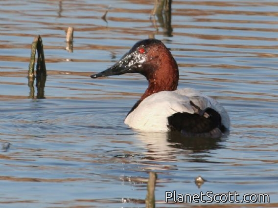 Canvasback (Aythya valisineria)