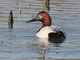 Canvasback (Aythya valisineria)