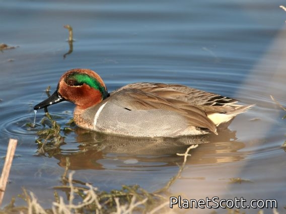 Common Teal (Anas crecca) Male