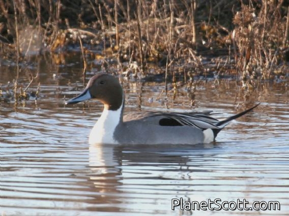 Northern Pintail (Anas acuta)