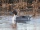 Northern Pintail (Anas acuta)