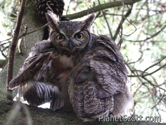 Great Horned Owl (Bubo virginianus)
