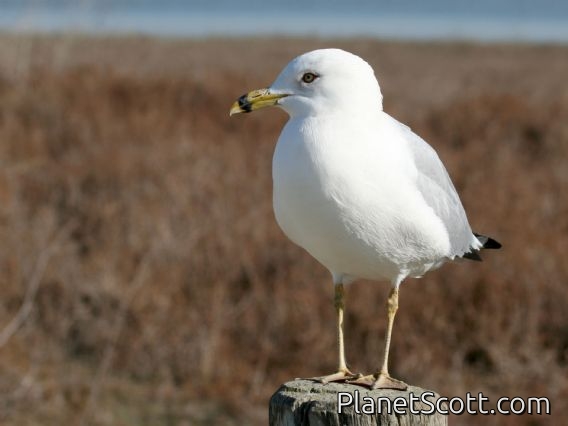 Ring-billed Gull (Larus delawarensis)