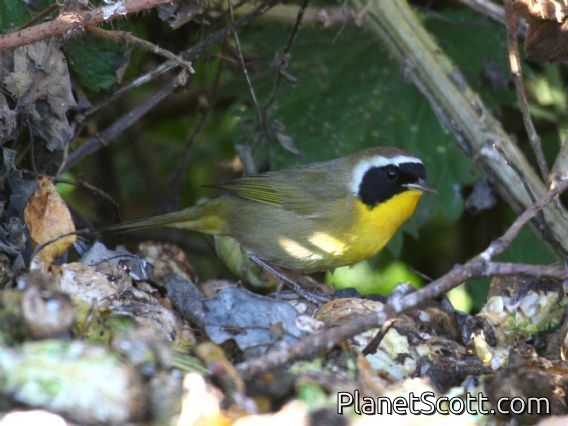Common Yellowthroat (Geothlypis trichas) Male
