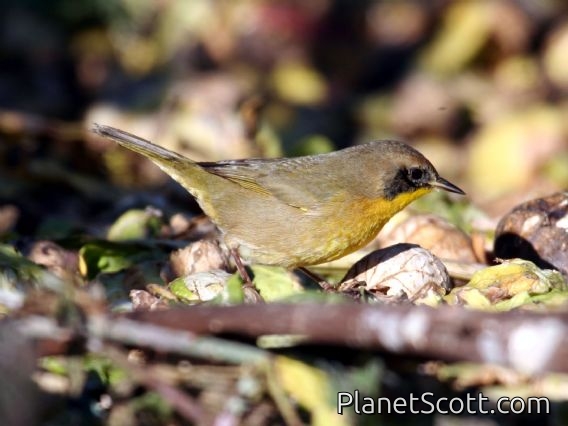 Common Yellowthroat (Geothlypis trichas) Female