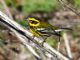 Townsends Warbler (Dendroica townsendi) Male