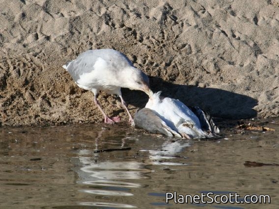 Glaucous-winged Gull (Larus glaucescens) 