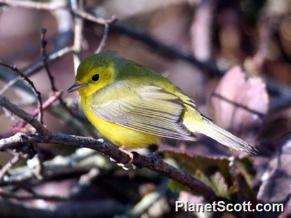 Hooded Warbler (Setophaga citrina)