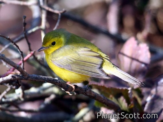 Hooded Warbler (Wilsonia citrina) Female
