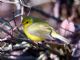 Hooded Warbler (Wilsonia citrina) Female