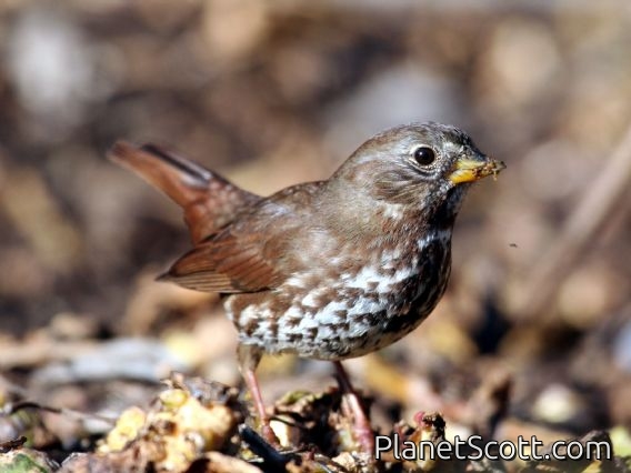 Fox Sparrow (Passerella iliaca)
