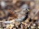 Fox Sparrow (Passerella iliaca)