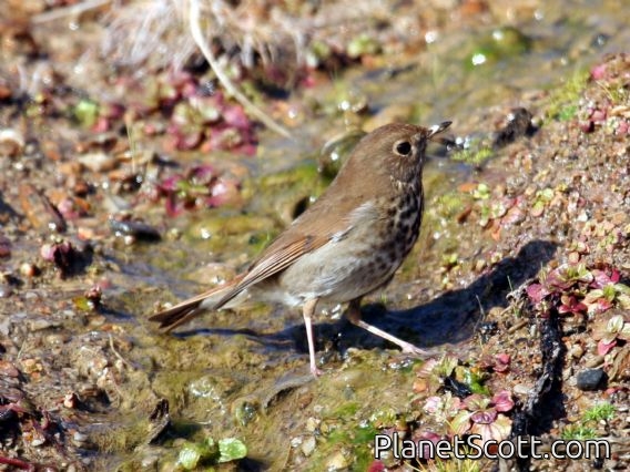 Hermit Thrush (Catharus guttatus)