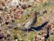 Hermit Thrush (Catharus guttatus) 