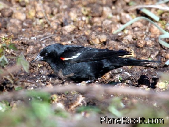Tricolored Blackbird (Agelaius tricolor) Male