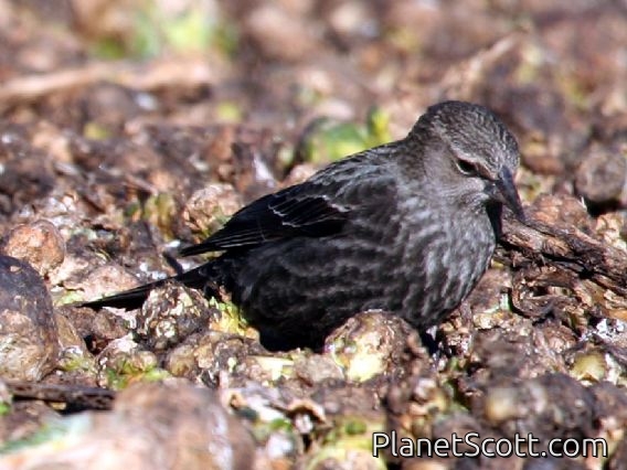 Tricolored Blackbird (Agelaius tricolor) Female