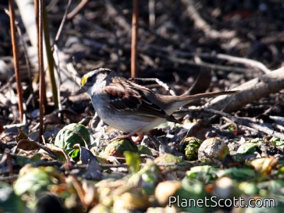 White-throated Sparrow (Zonotrichia albicollis)