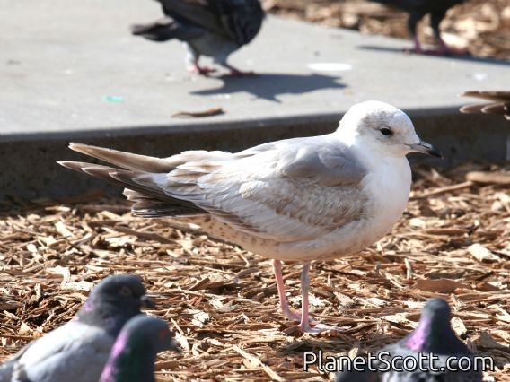 Mew Gull (Larus canus) 1st Winter
