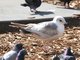 Mew Gull (Larus canus) 1st Winter