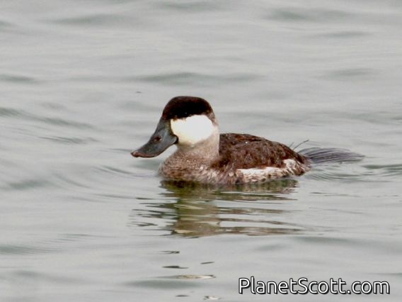 Ruddy Duck (Oxyura jamaicensis) Male Winter