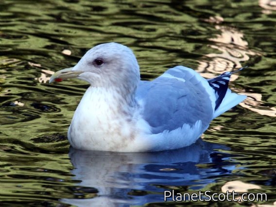 Iceland Gull (Larus glaucoides) Adult