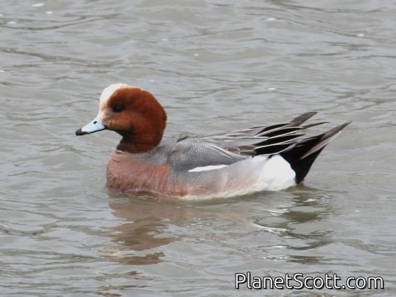 Eurasian Wigeon (Mareca penelope) Male